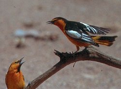 Bullock's Oriole