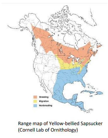 Range map of Yellow-bellied Sapsucker (Cornell Lab of Ornithology)
