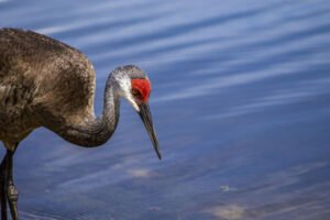 Sandhill Crane