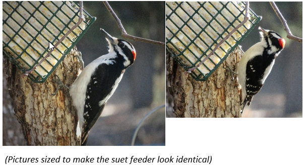 Hairy and Downy Woodpeckers