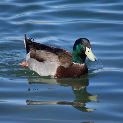 Mallard
