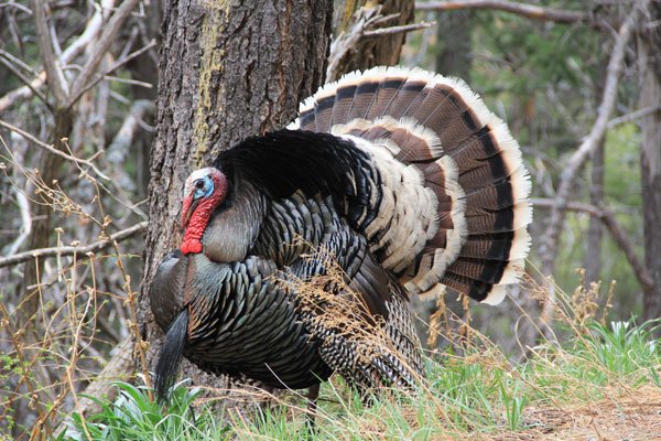 Wild Turkey