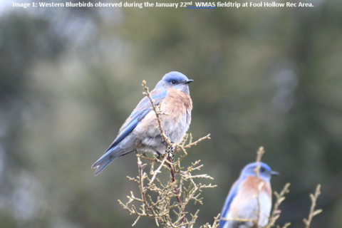 Western Bluebirds observed during the January 22nd WMAS fieldtrip at Fool Hollow Rec Area.
