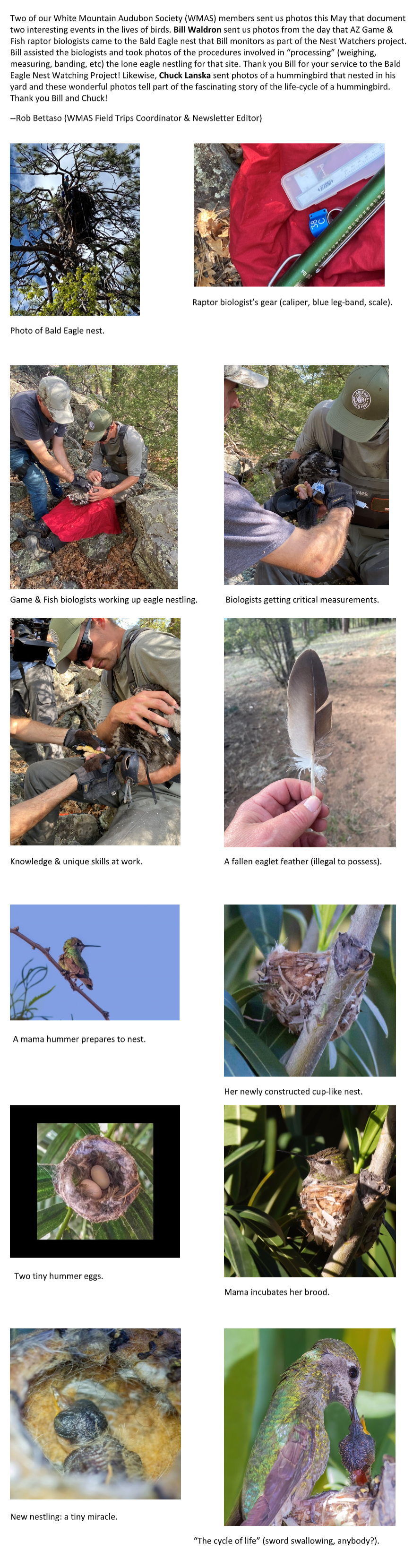 Bald Eagles and Hummingbirds